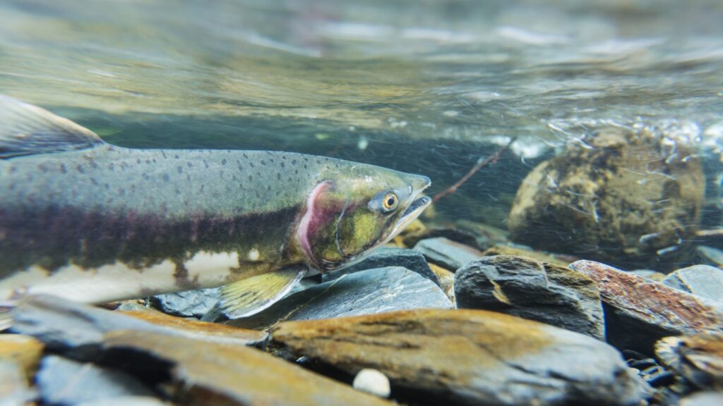 Chinook salmon swimming in Mill Creek